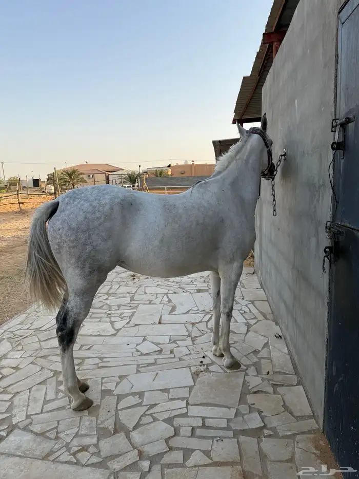 فرس شعبيه شيخه 4