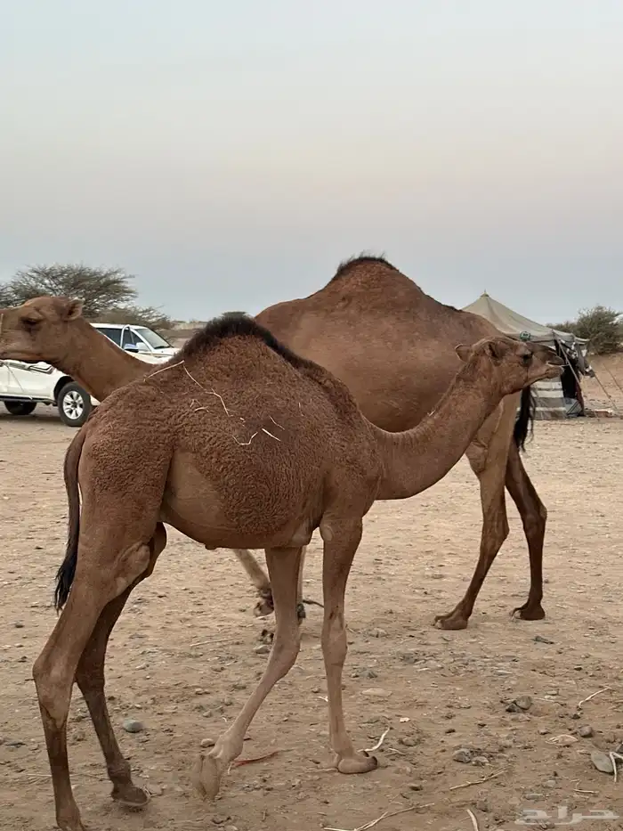 ثلاث حشو لحم للي عنده عرس ولا ملحمة أعمارها 10 شهور 1