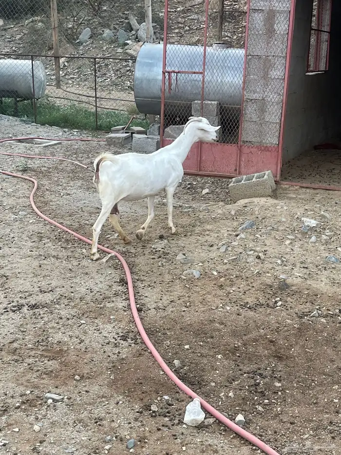 معزا بررص دفيع فواخر تم البيع 0