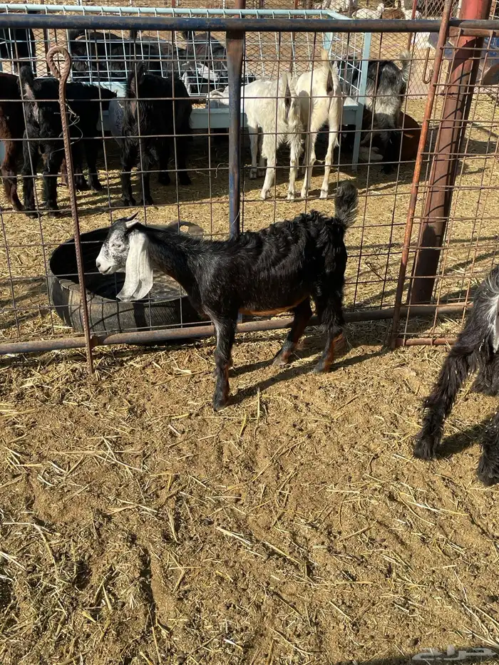 تيوس وجفرات 8