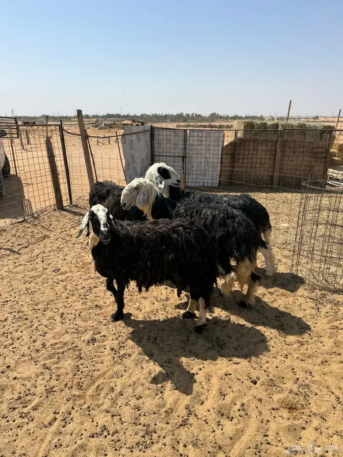 للبيع اربع شياه نجديات مضاريع 0
