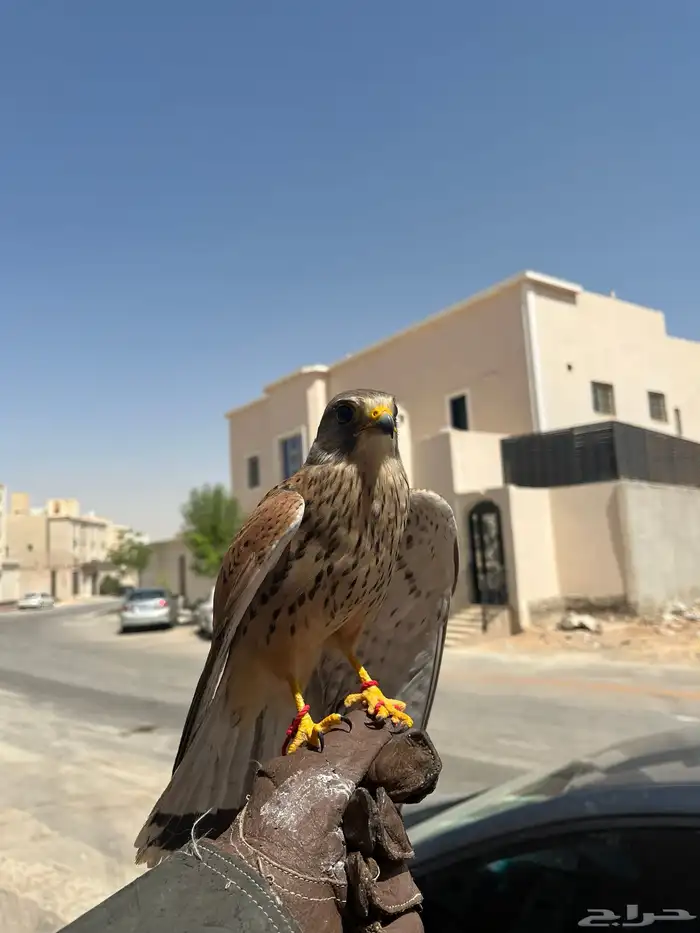 شبو. ط صقر اليف 0