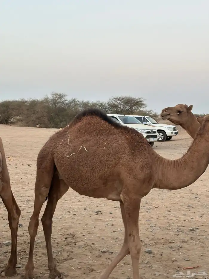 ثلاث حشو لحم للي عنده عرس ولا ملحمة أعمارها 10 شهور 2