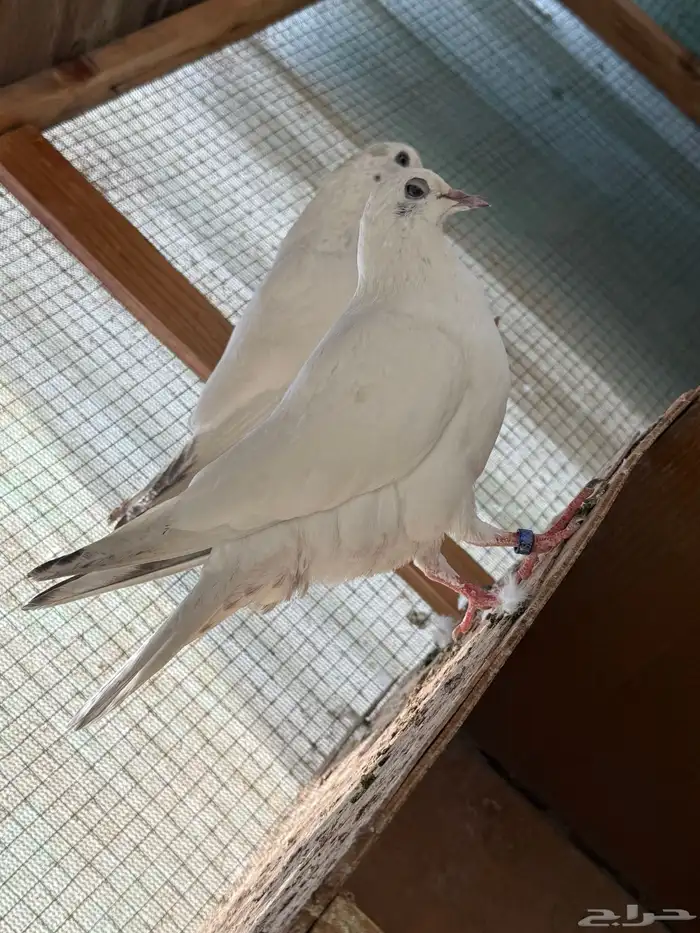 للبيع طبات الآب قولدن وألام وحشي 1