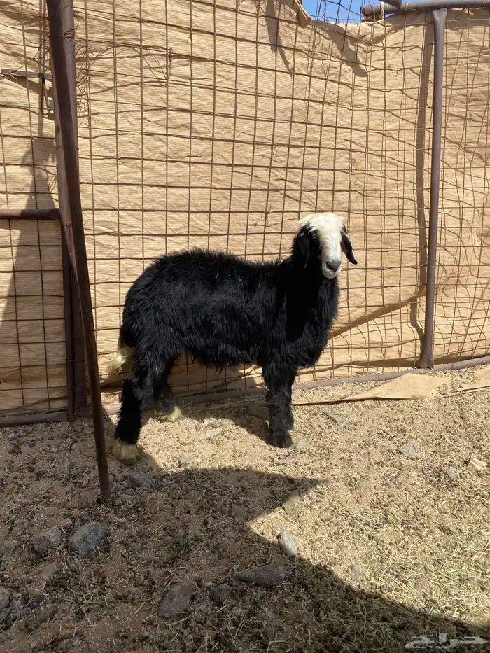 طليان نجاد 2