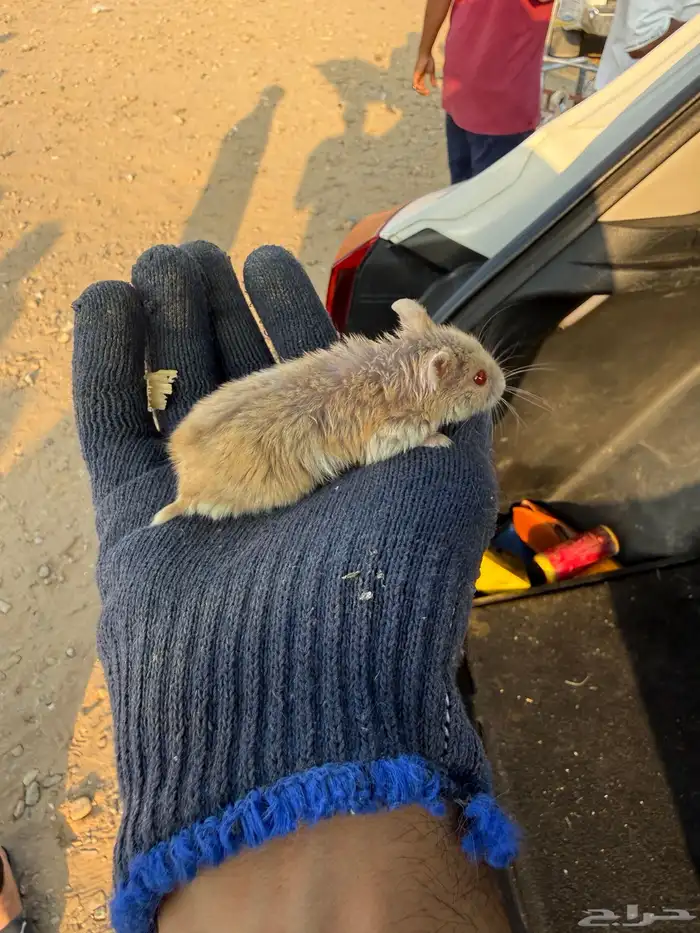 هامستر للبيع 2