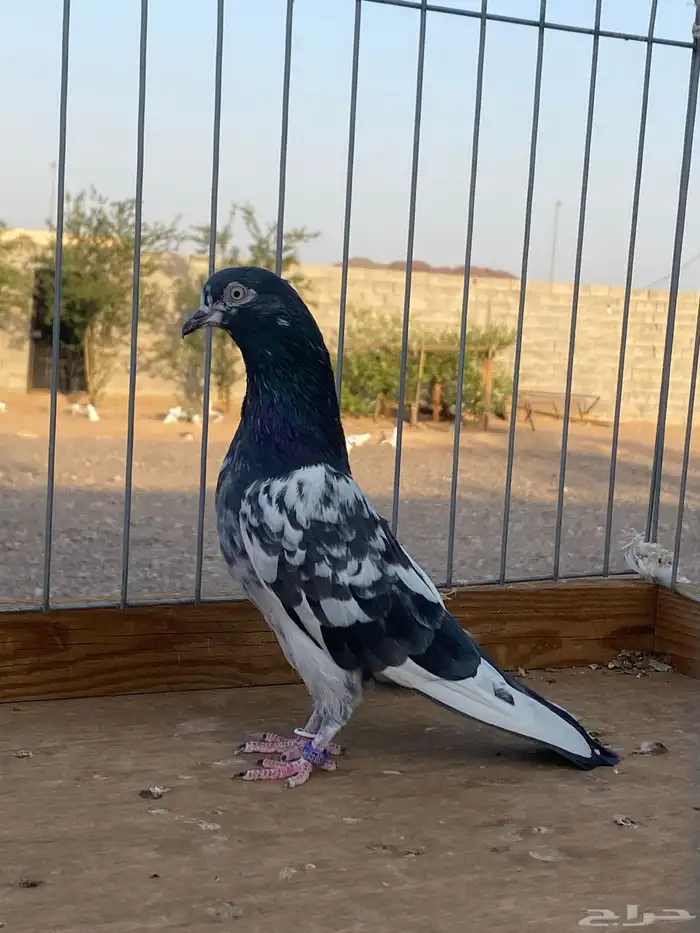 جوز رام اسأس 0