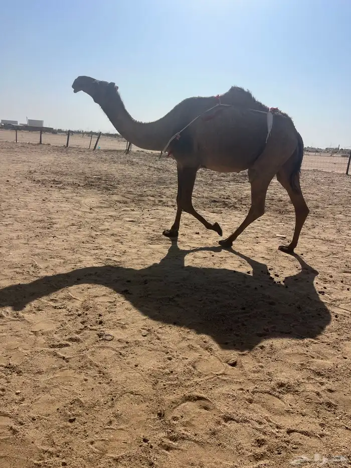 للبيع عشراء صفراء تحتها بكرة 3