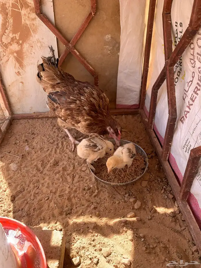 للبيع دجاجه رقاده 2