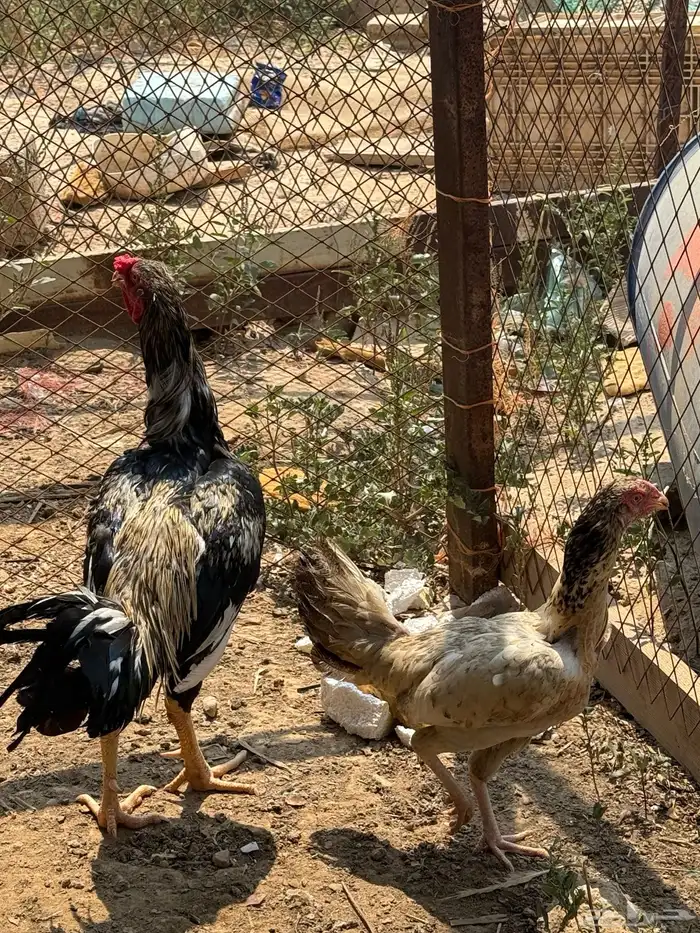 ديك ودجاجه 0