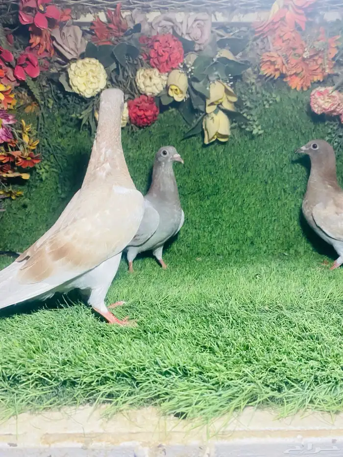 للبيع طبات زواجل 8