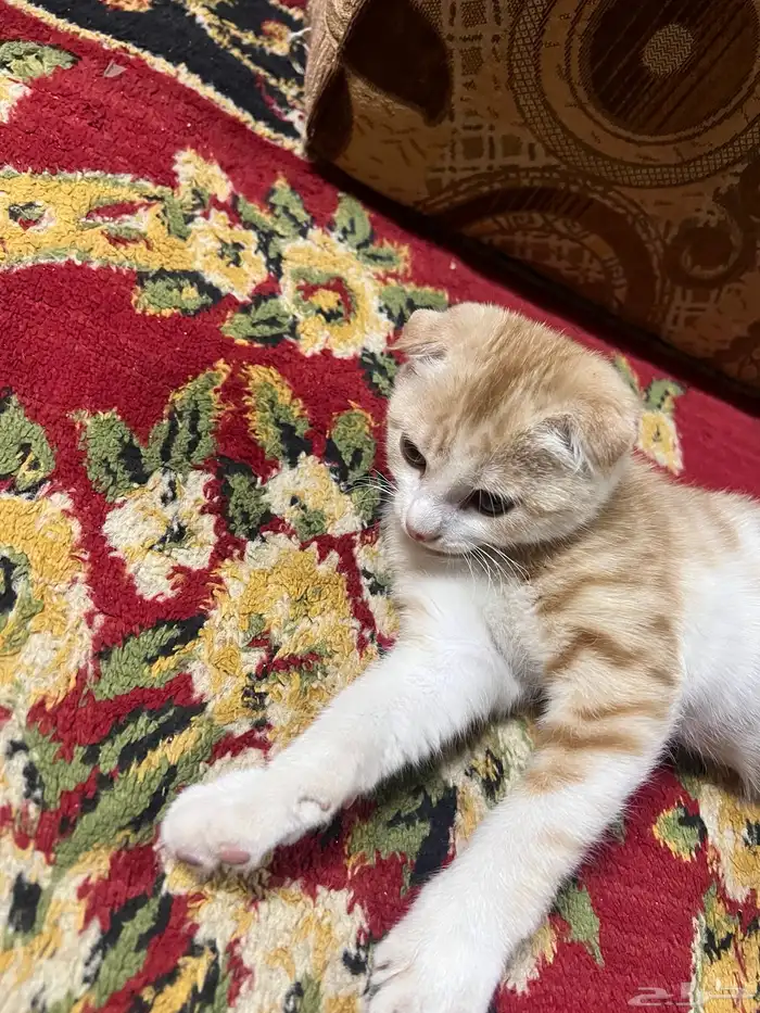 قطه للبيع سكوتش 1