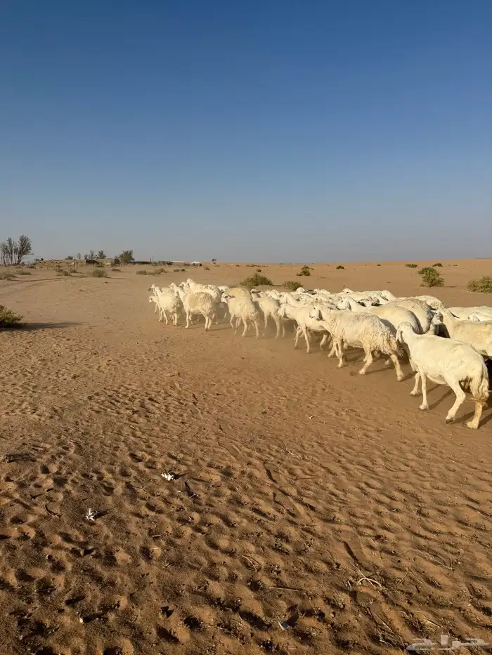 غنم حريات حرش مراح 50 راس بالفحل 2
