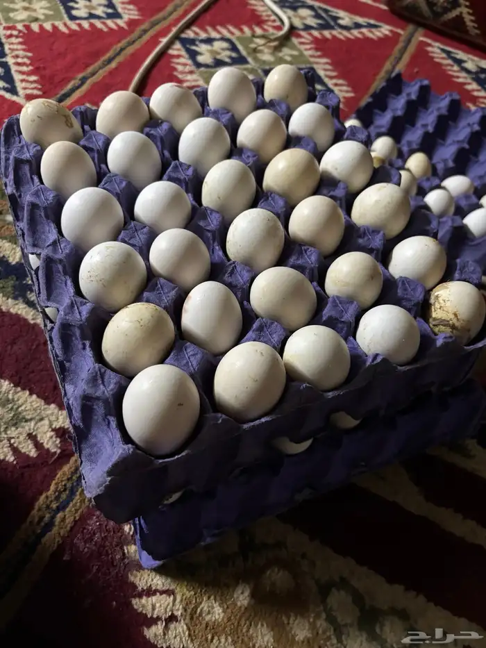 بيض بلدي مخصب 0