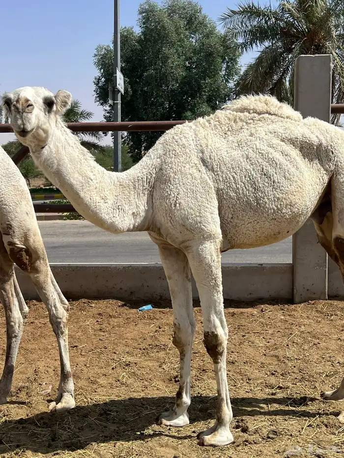قعود باتلي جده حاكم بن قريع وسليم من العذاريب 1