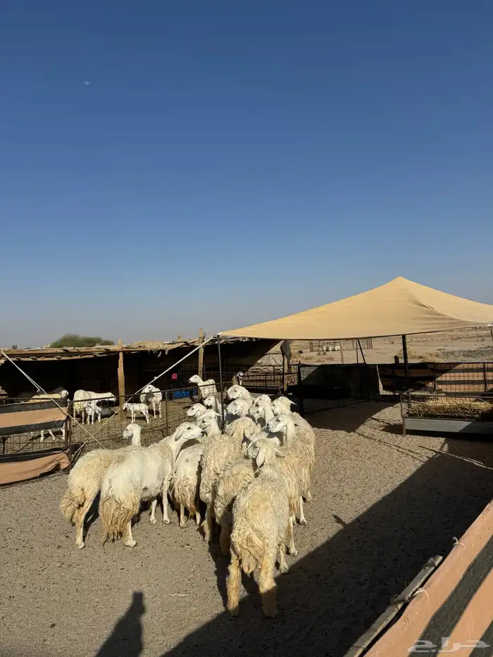 حريات صنف ومقاني 1
