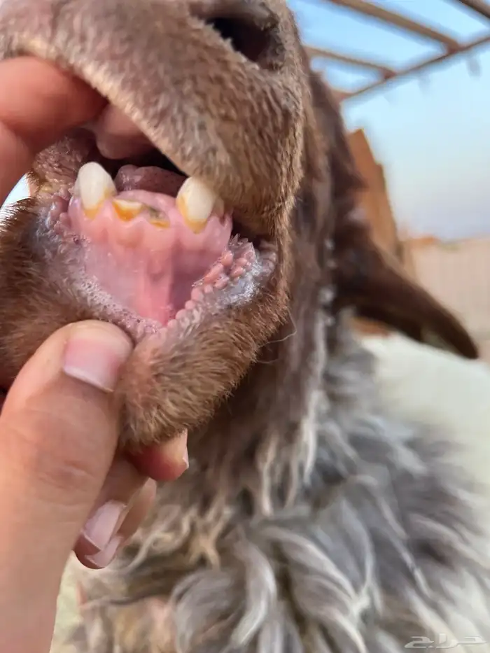 شاه حايل تم البيييع 3