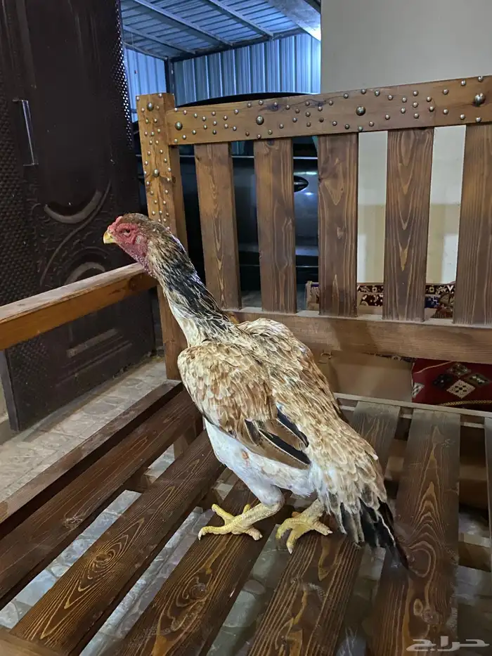 دجاجتين شامو مستوى تب 1