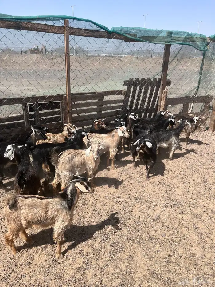 تيوس وجفار 7