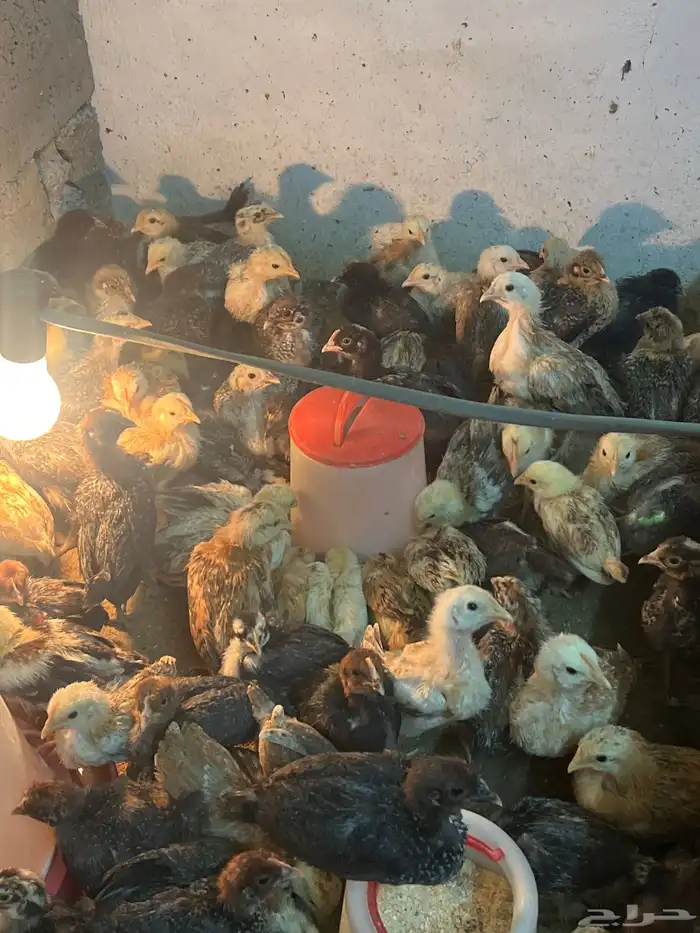 صوص بلدي وفيومي 0