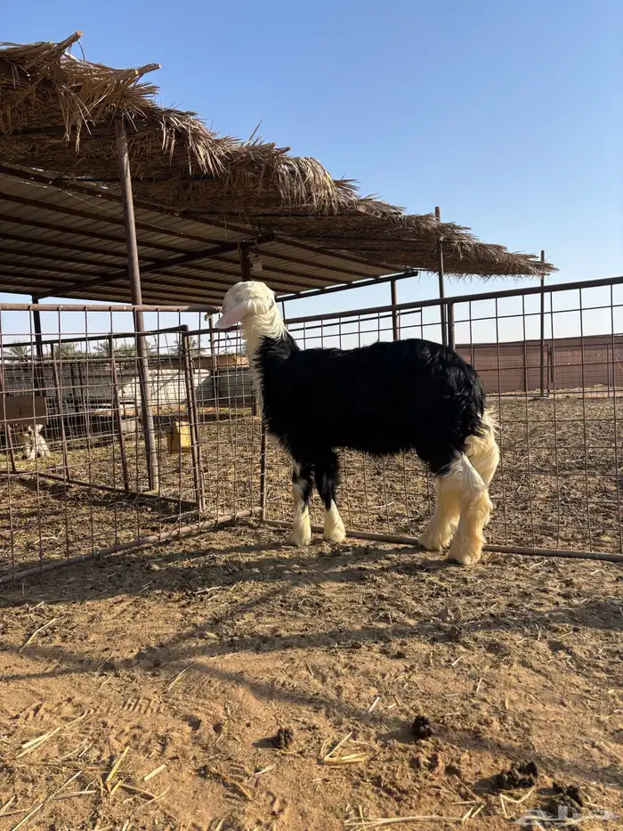 للبيع طلي نجدي كفو 3