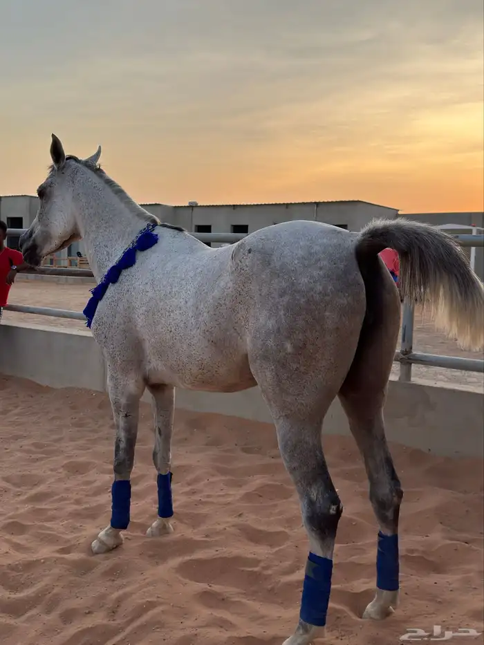 فرس 3