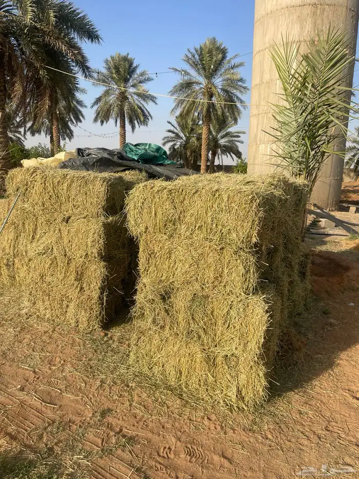 للبيع برسيم صافي العدد 66 بلكة 6