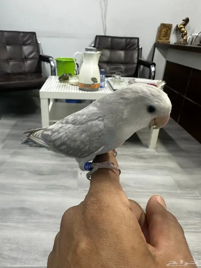 روز اليف 0