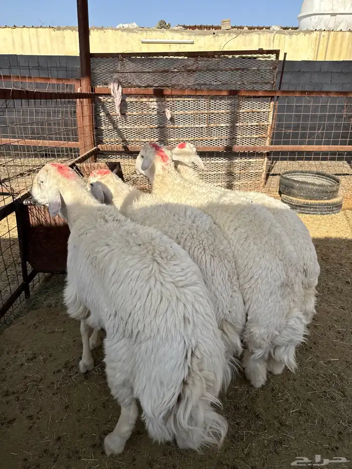 طليان وتيوس ذبايح نظيفه ع الشرط ( سلخ وتوصيل ) 3