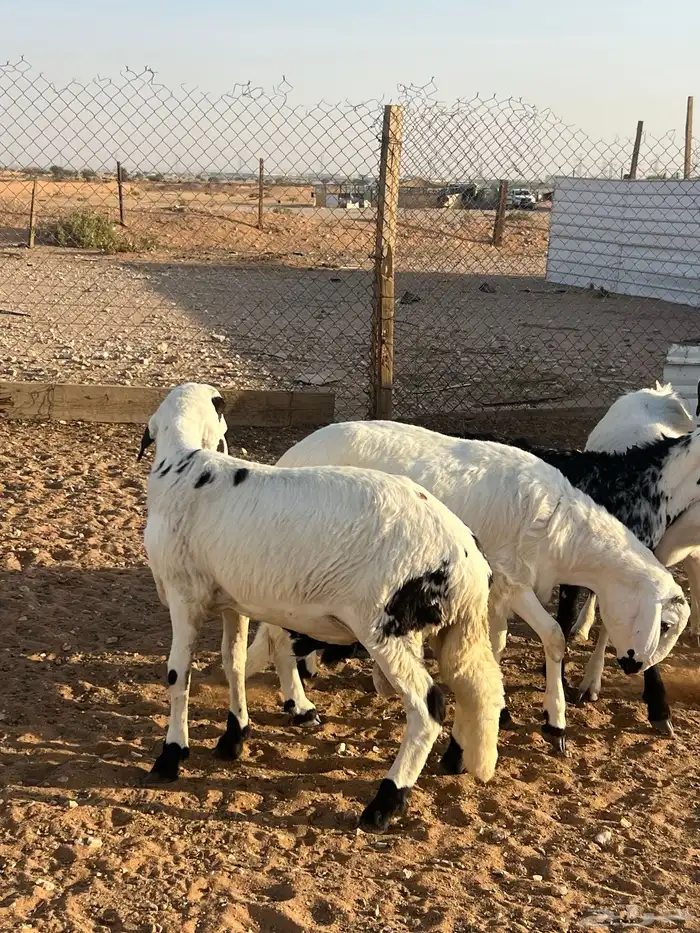 سواكن فل شحم شعير وبرسيم بدون مكعبات 6