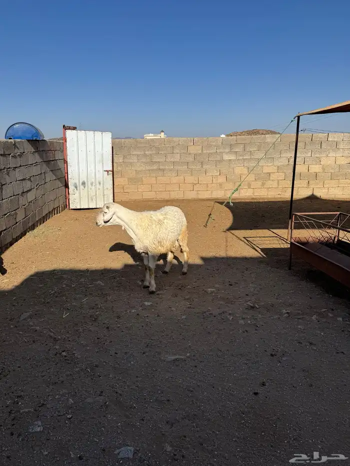 خروف للبيع 0