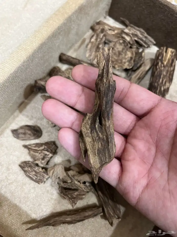 عود كلمنتان مالينو دبل سوبر ثقيل نقوة 6