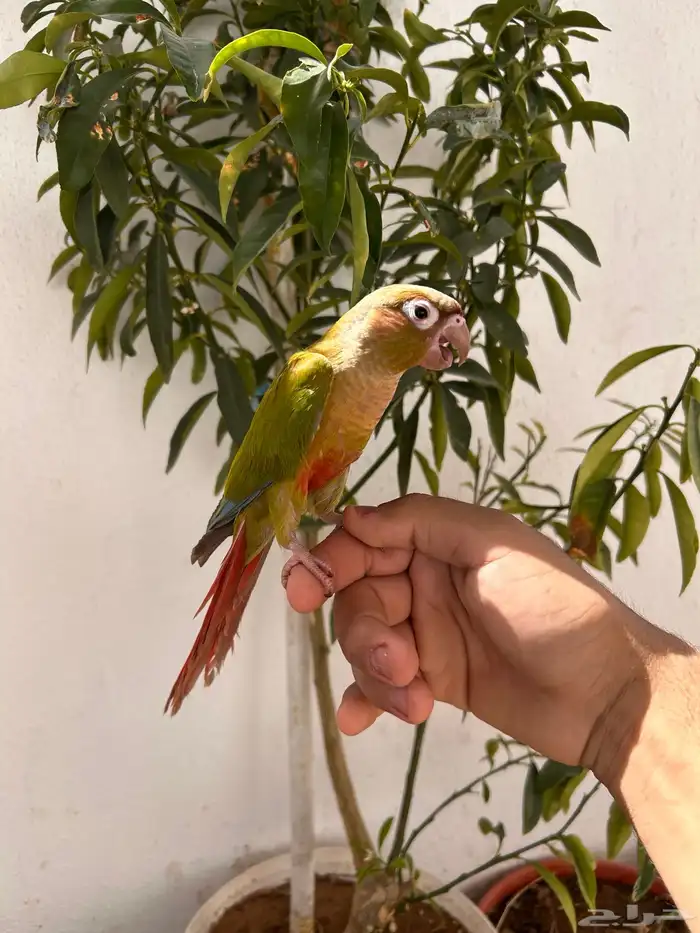 فرخ كنيور سلمون اليف و هدد و متكلم 1