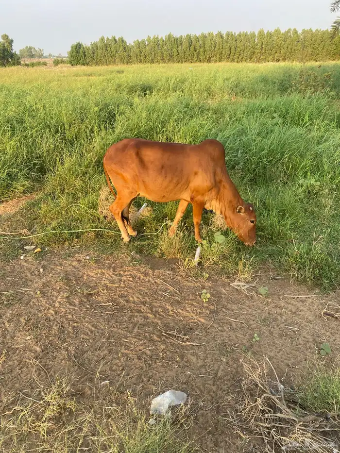 بقرة بلدي للبيع 1