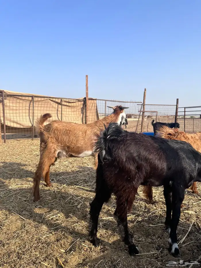 تيوس تم البيع 2