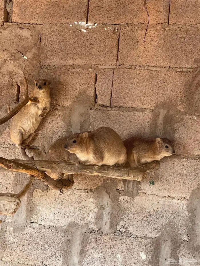 ارنب   و ب ر 2