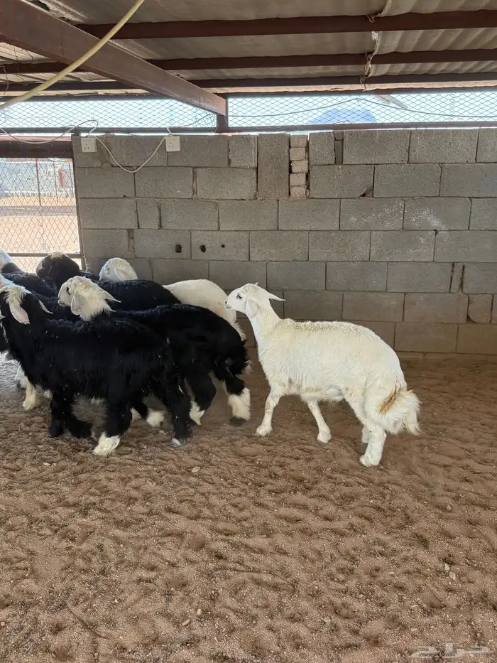 طليان من البر شرط 0