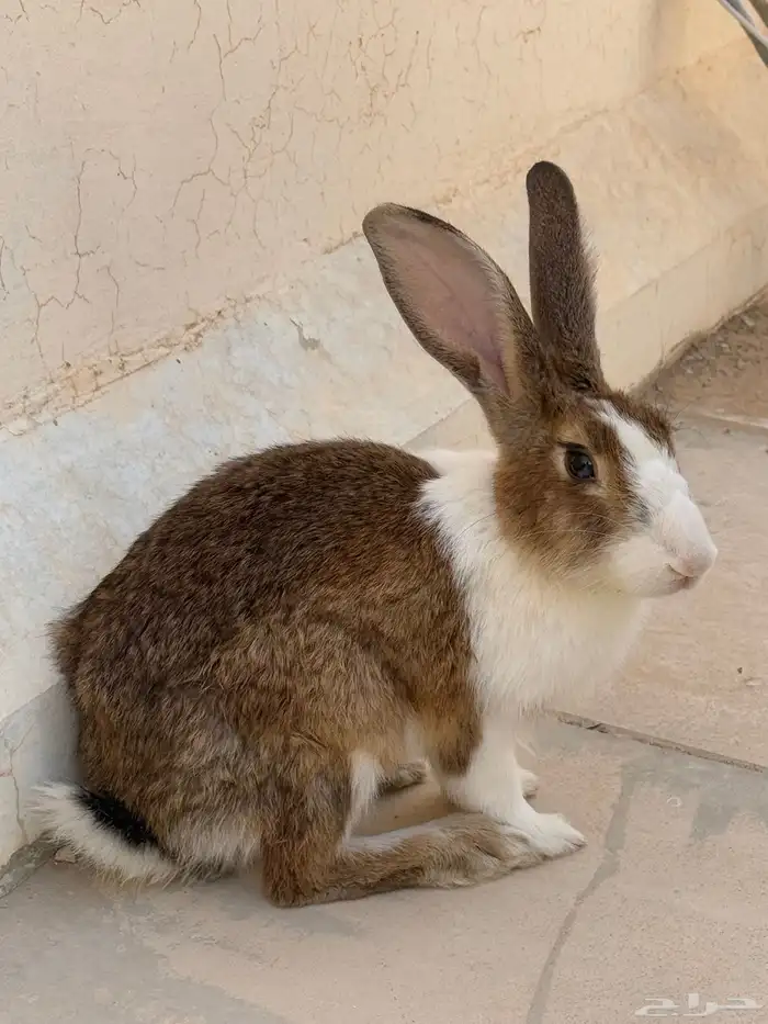أرنب 0