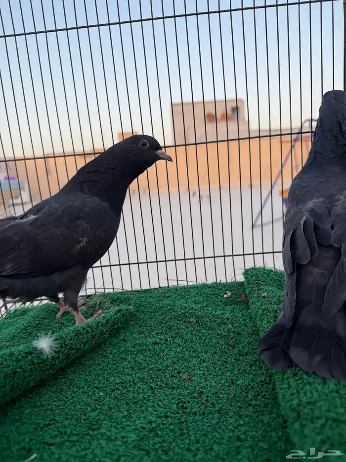 جوز رام بوري بيور 5