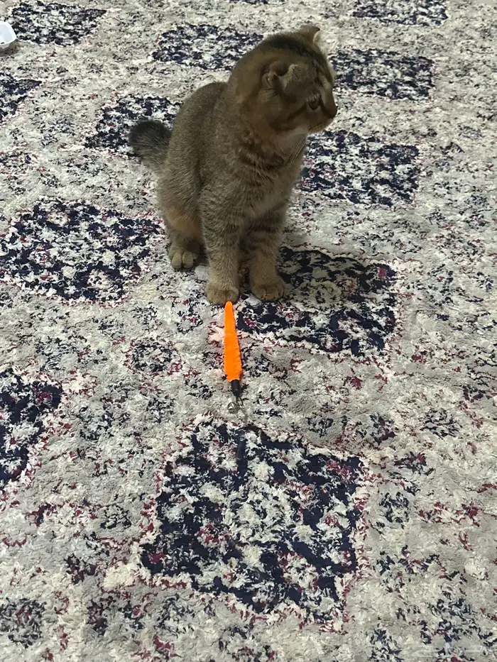 قط سكوتش فولد للبيع على السوم 3