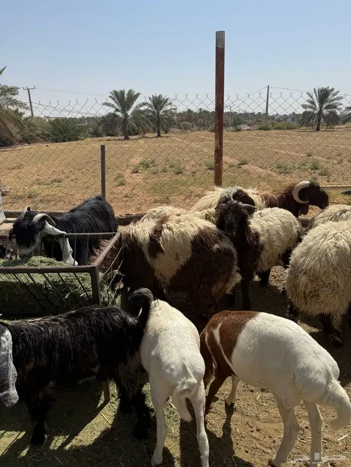 ذبائح طليان تيوس 2
