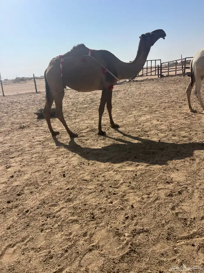 للبيع عشراء صفراء تحتها بكرة 4