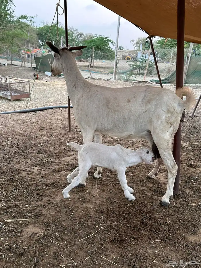 عنز بيشيه عفرا فاخره تحتها تيس 1