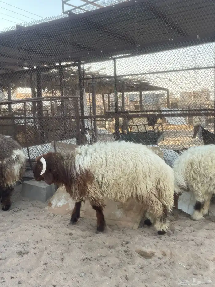 للبيع بهم نجد ونعيم العدد 7 6
