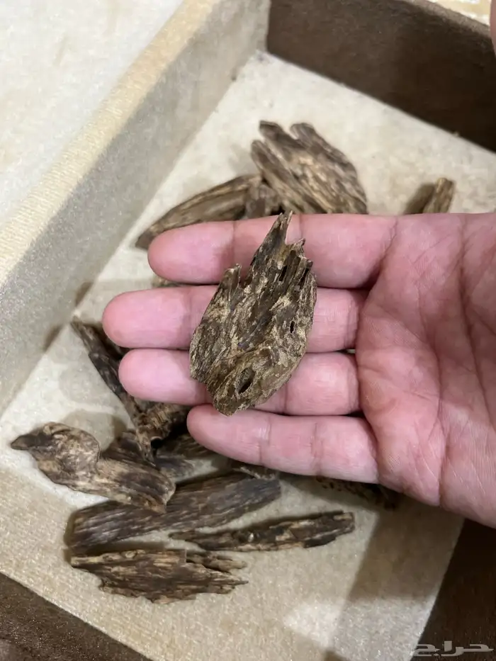 عود كلمنتان مالينو دبل سوبر ثقيل نقوة 3