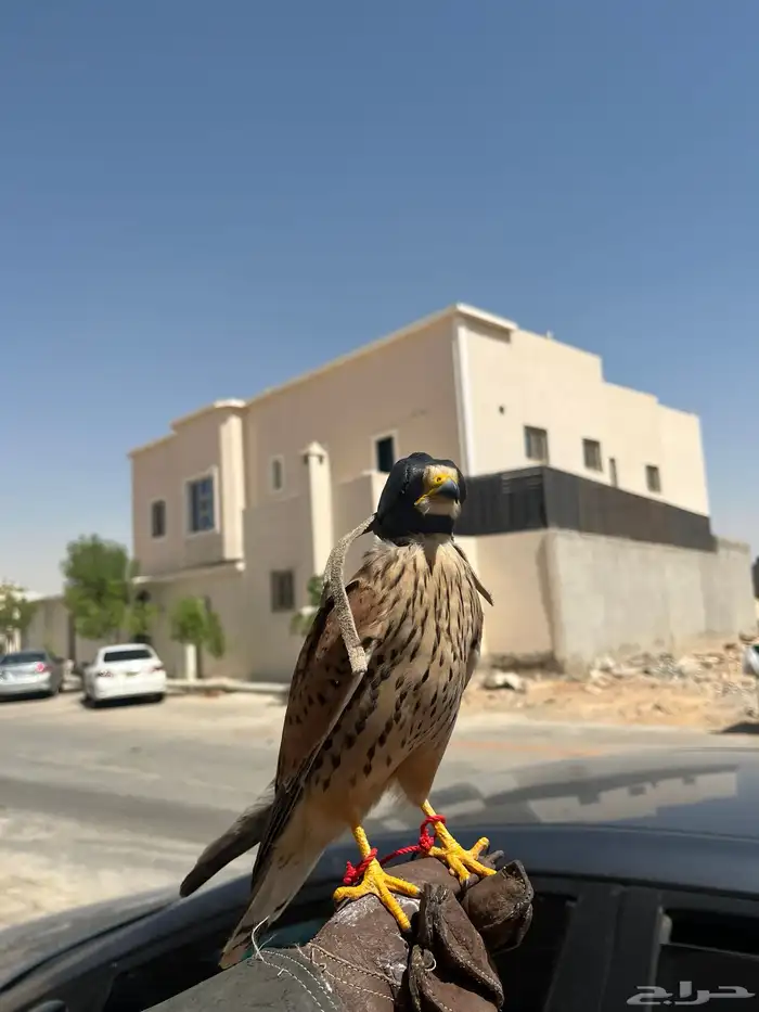 شبو. ط صقر اليف 1