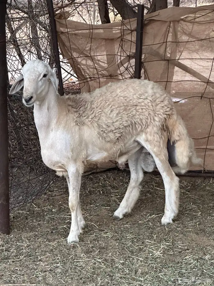 فحل حري مشروط 2