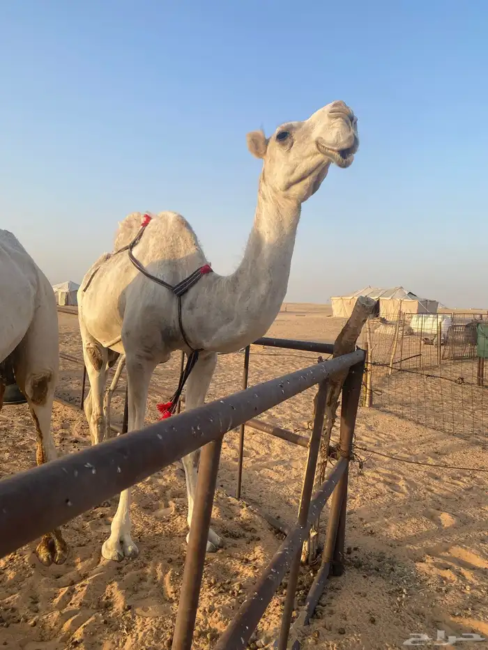 ناقة وضحا ضريبة 5