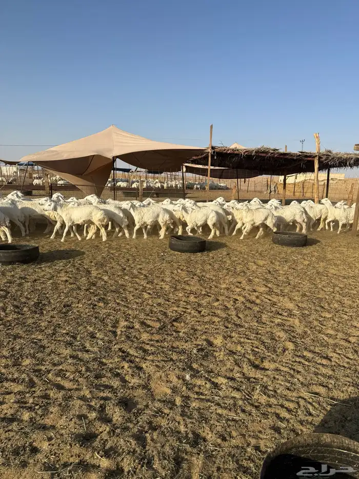رخال حريات جذعات حرش 65 4