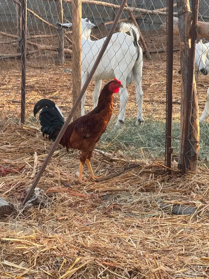 دجاج بلدي ( تم البيع) 4